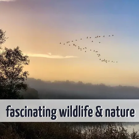 Apartment Mit Balkon - Hunde Willkommen - Wiesengeflüster